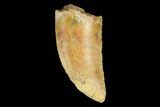 Serrated, Raptor Tooth - Real Dinosaur Tooth #124270-1